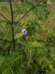 Browallia americana