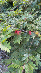 Calliandra haematocephala