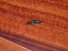 Leptodontium