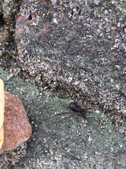 Dicranopalpus larvatus