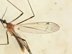 Dicranomyia