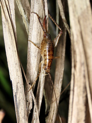 Talitropsis