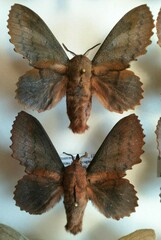 Gastropacha quercifolia