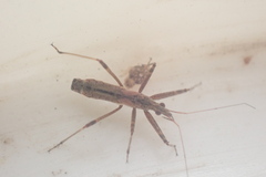 Nabis biformis