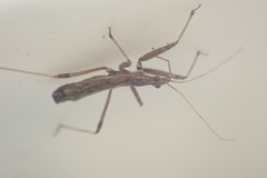 Nabis biformis