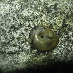 Punctoidea