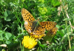 Boloria euphrosyne
