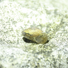 Punctoidea