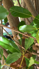 Polistes crinitus