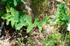 Teucrium scorodonia
