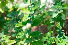 Teucrium scorodonia