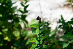 Teucrium scorodonia