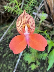 Disa uniflora