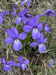 Viola pedata