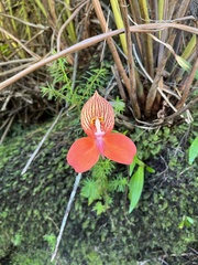 Disa uniflora