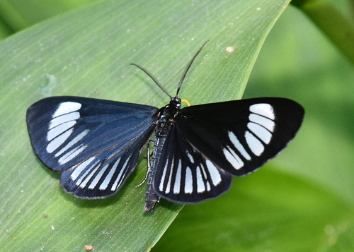 Gonora paphia