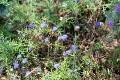 Jasione
