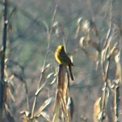 Emberiza citrinella