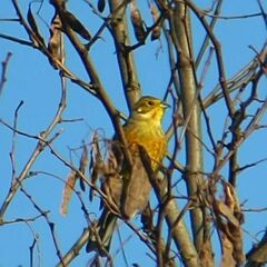 Emberiza citrinella