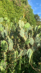 Opuntia stricta
