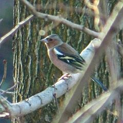 Fringilla coelebs