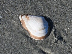 Austromacoma constricta