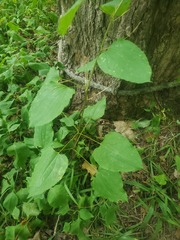 Smilax herbacea