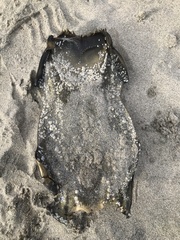 Beringraja binoculata