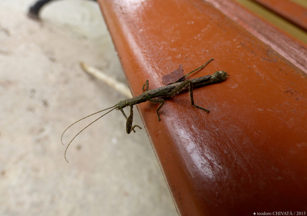 Prisopus nanus