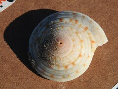 Architectonica nobilis
