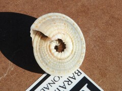 Architectonica nobilis