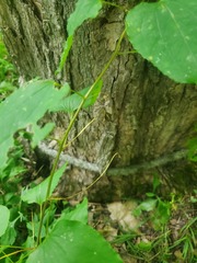 Smilax herbacea