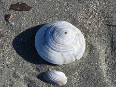 Architectonica nobilis