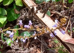 Salvia polystachia