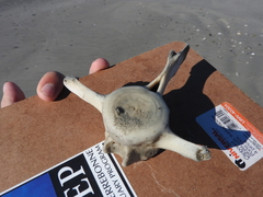 Delphinidae