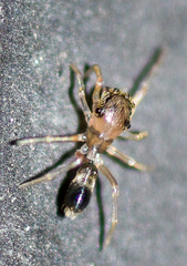Myrmaplata plataleoides