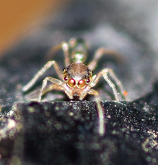 Myrmaplata plataleoides