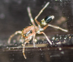 Myrmaplata plataleoides