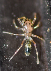 Myrmaplata plataleoides
