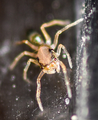 Myrmaplata plataleoides
