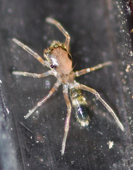 Myrmaplata plataleoides