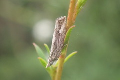 Strepsicrates ejectana