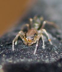 Myrmaplata plataleoides