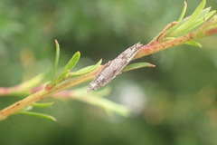 Strepsicrates ejectana