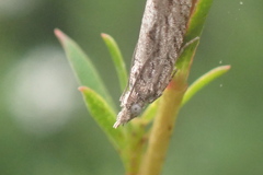 Strepsicrates ejectana