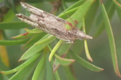 Strepsicrates ejectana