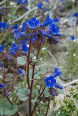 Phacelia campanularia vasiformis