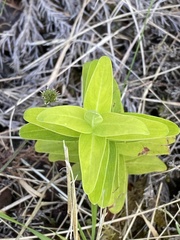 Hypericum foliosum