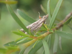 Strepsicrates ejectana