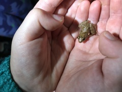 Phrynobatrachus natalensis